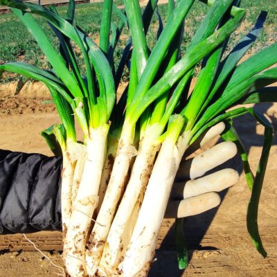 Calçot Diamond 2024