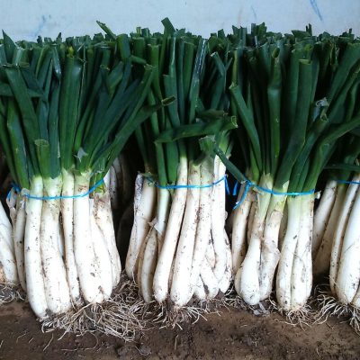 Copy of calçot diamond