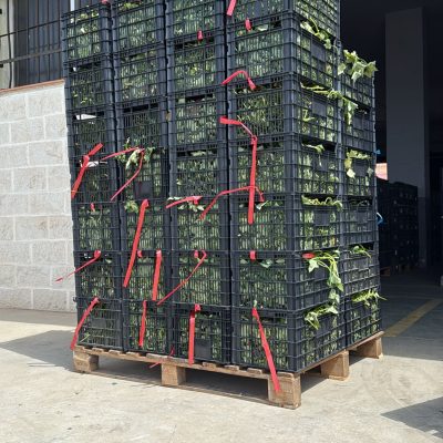comanda moniato pallet