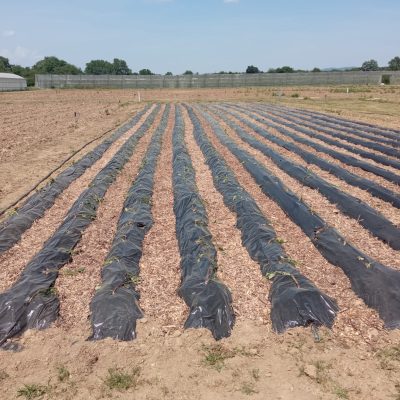 Cultivo de moniato en época de sembrar.